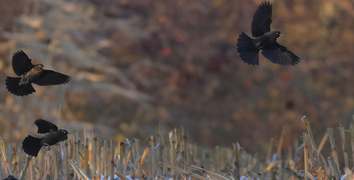 Rusty Blackbird - ML645076968