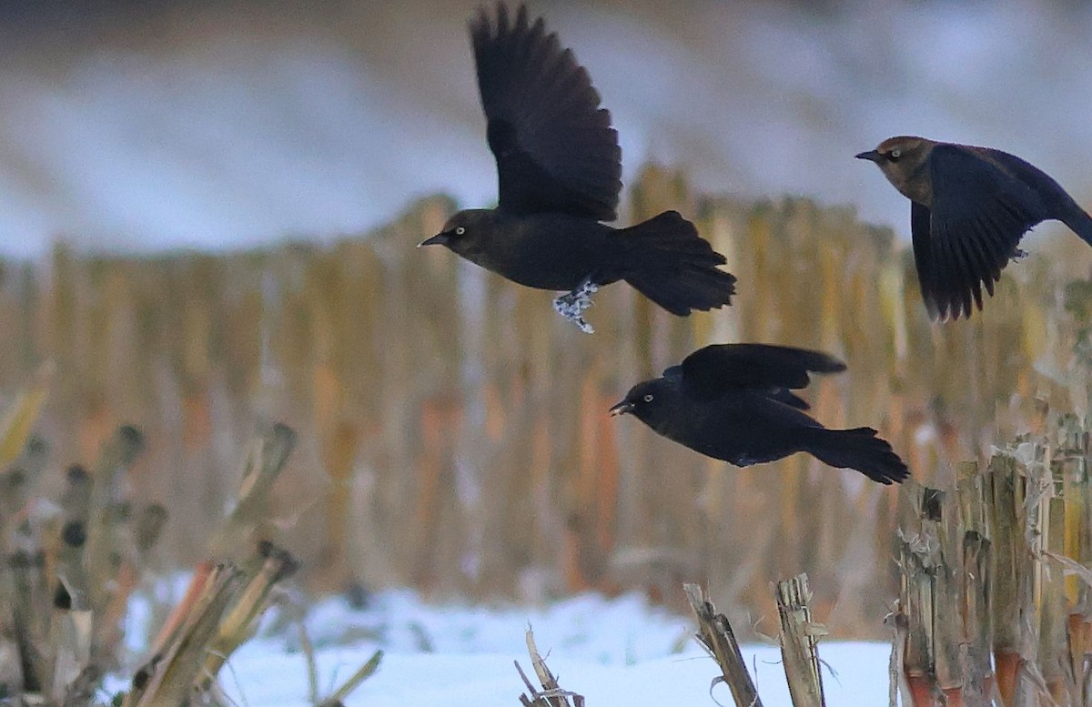 Rusty Blackbird - ML645076969