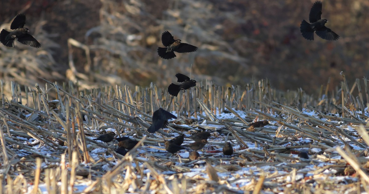 Rusty Blackbird - ML645076970