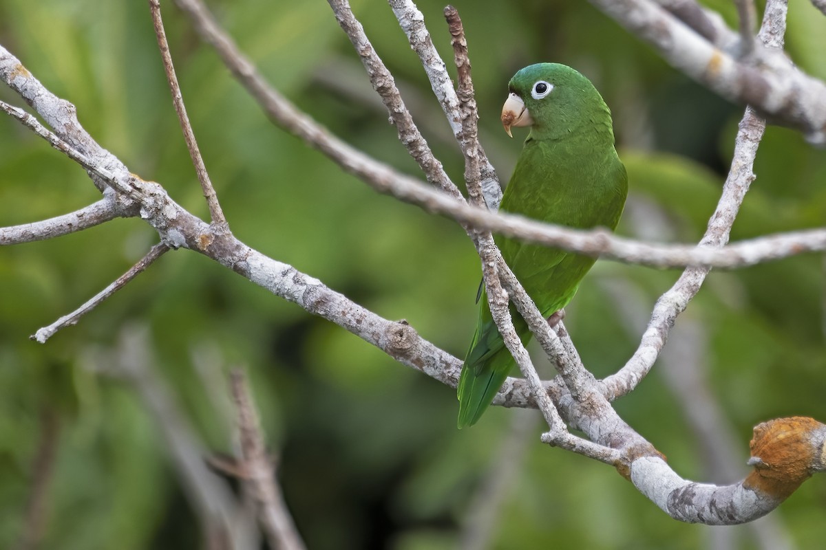 Golden-winged Parakeet - ML645076973