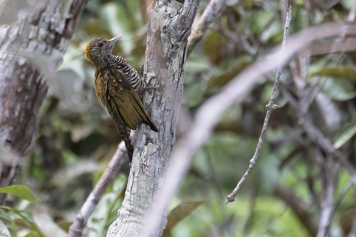 Golden-collared Woodpecker - ML645076984