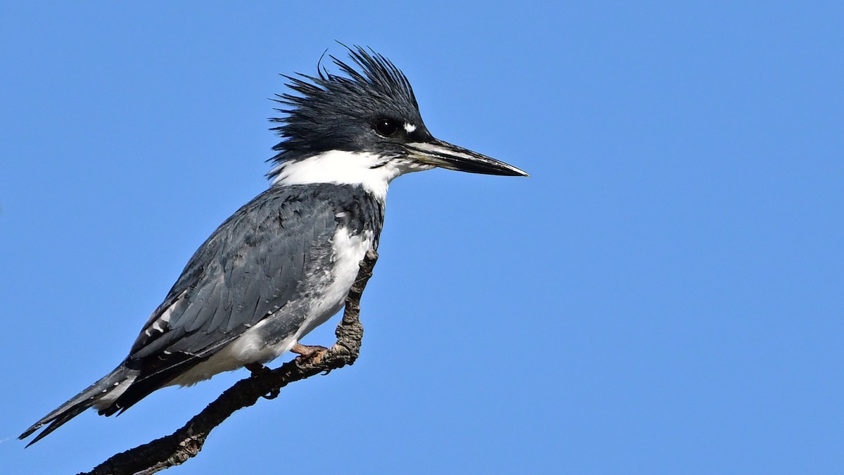 שלדג אמריקני - ML645076992