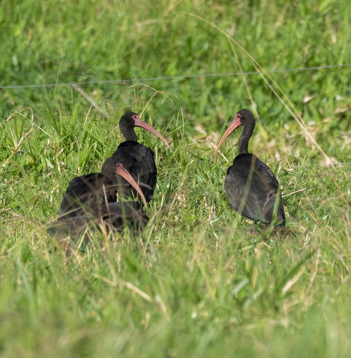Ibis Afeitado - ML645076993