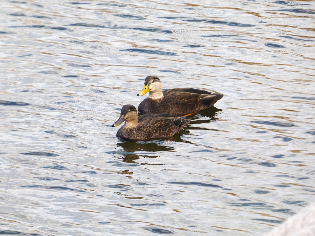 rødfotand - ML645076995