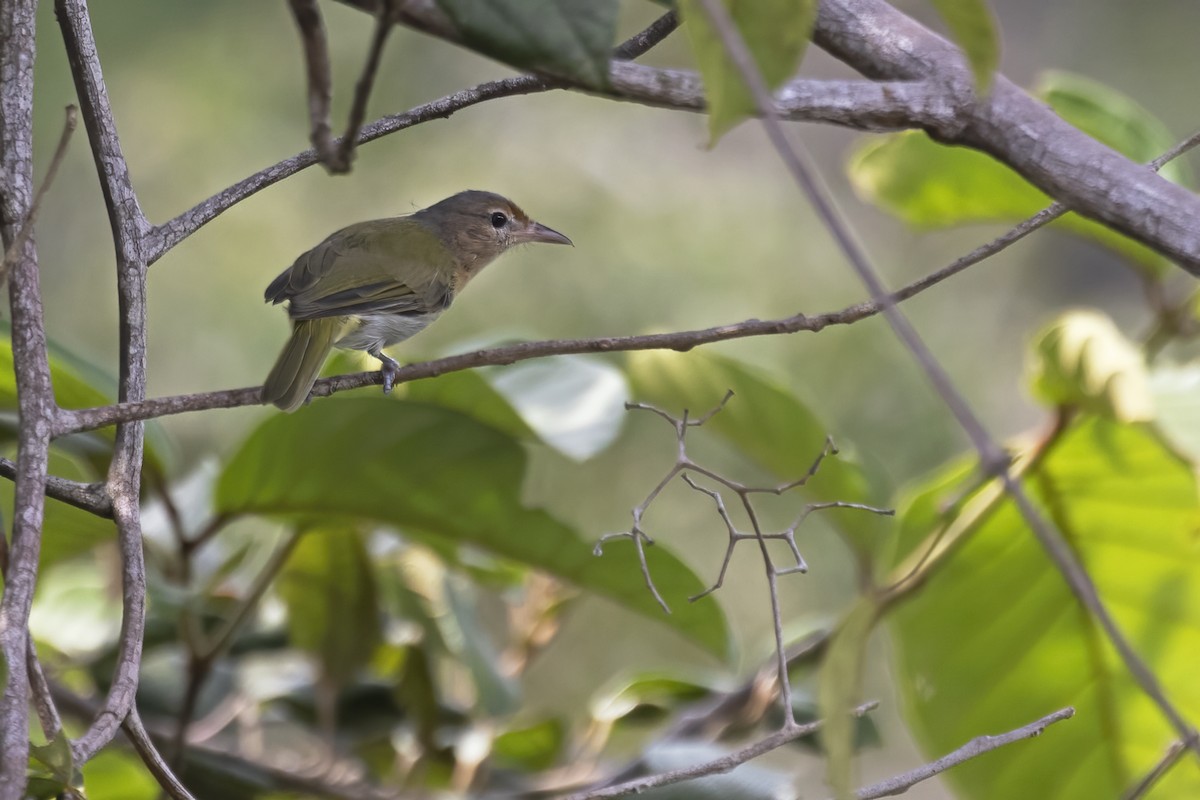 Buff-cheeked Greenlet - ML645077010