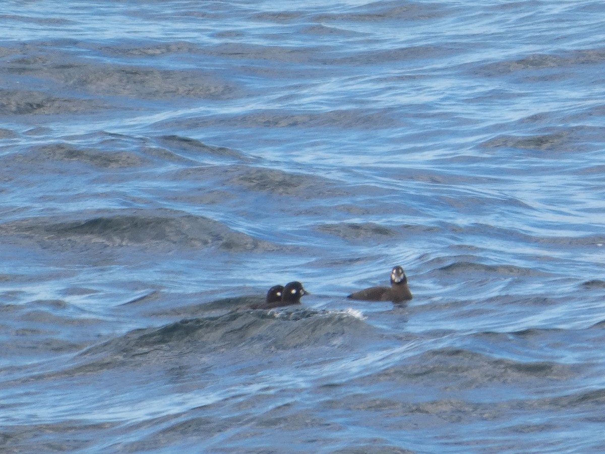 Ahate arlekina - ML645077011