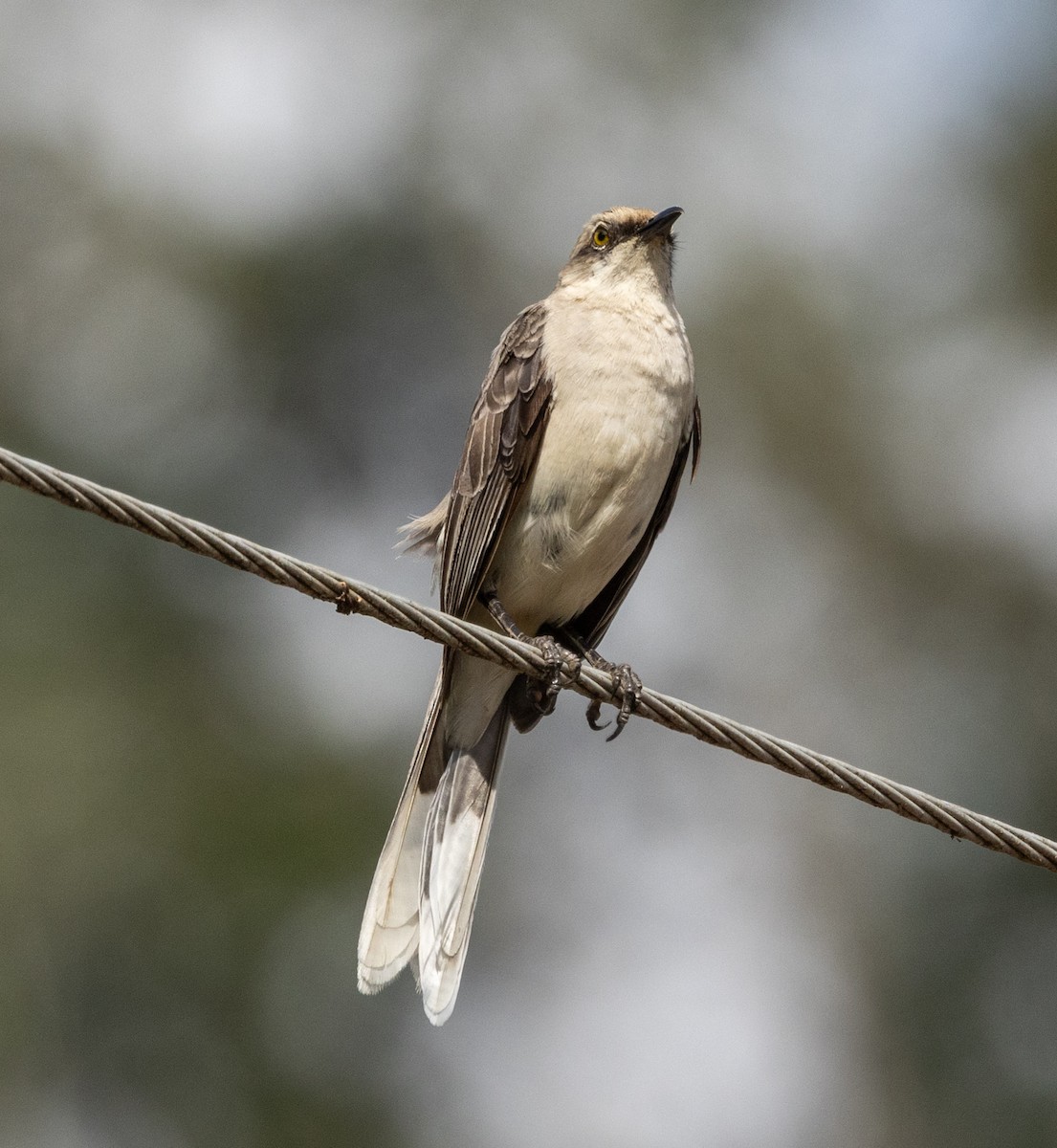 Tropikal Taklitçi - ML645077070