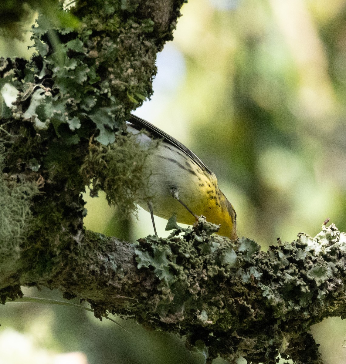 hemlokkparula - ML645077073