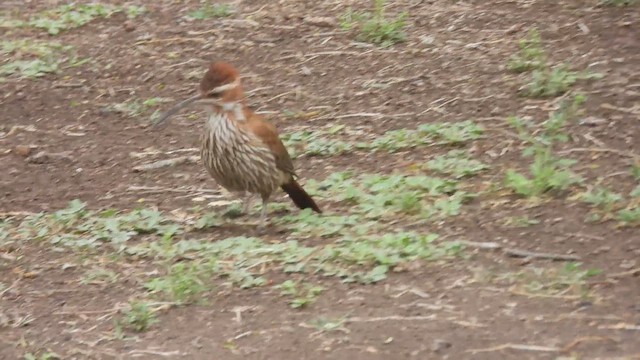 Orak Gagalı Tırmaşık - ML645077105