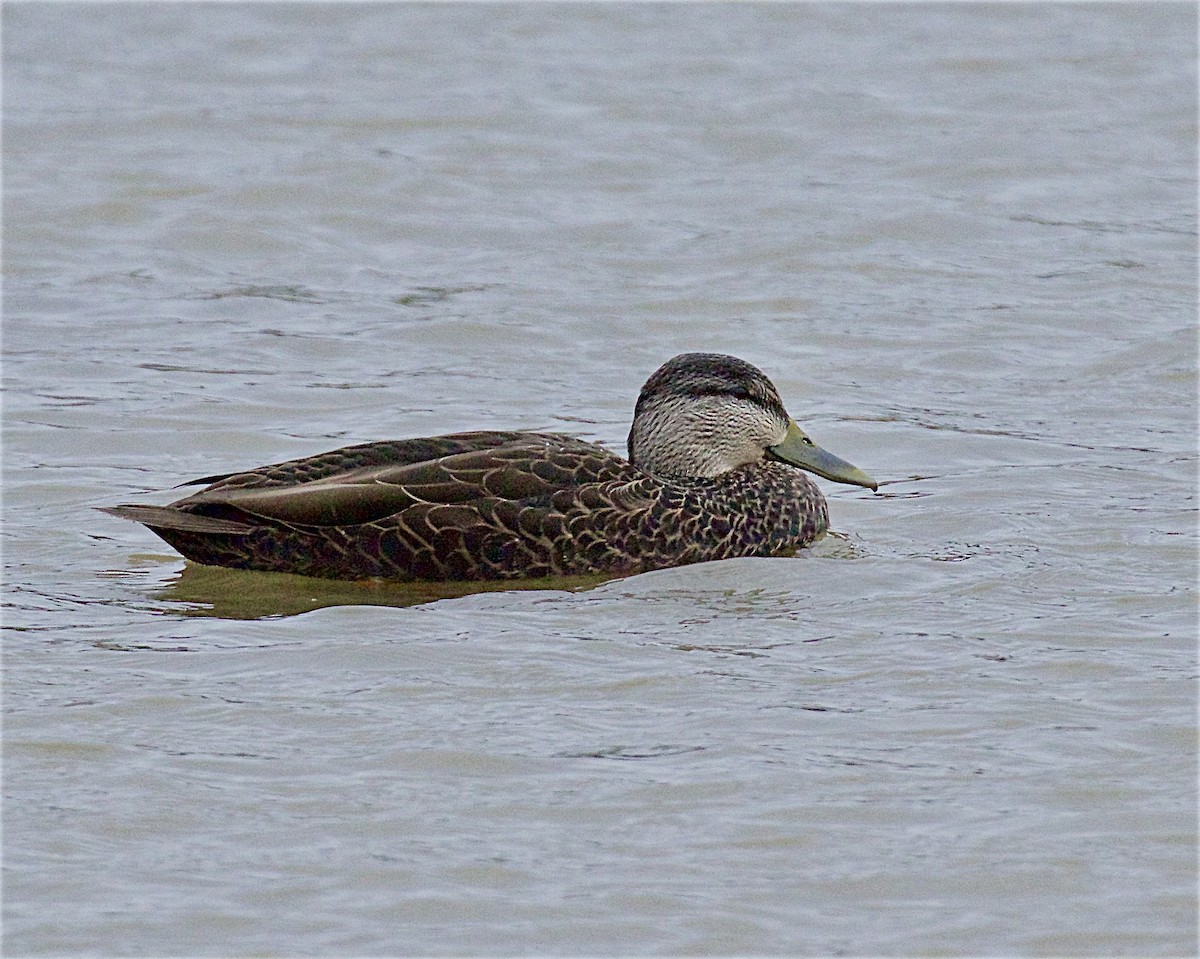 rødfotand - ML645077112