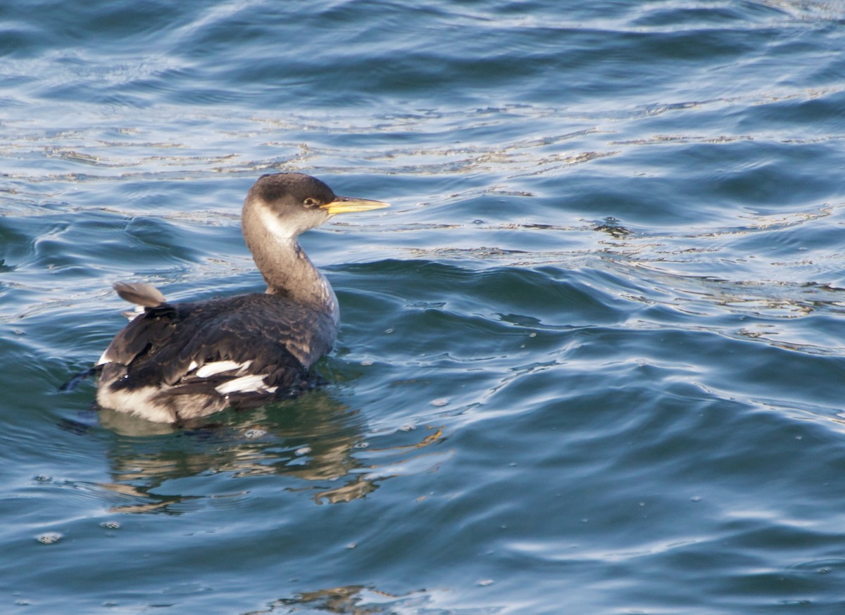 Red-necked Grebe - ML645077113