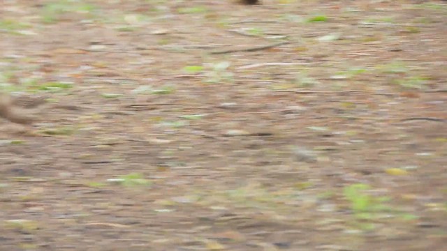 Tepeli Toygar Daltoplayanı - ML645077117