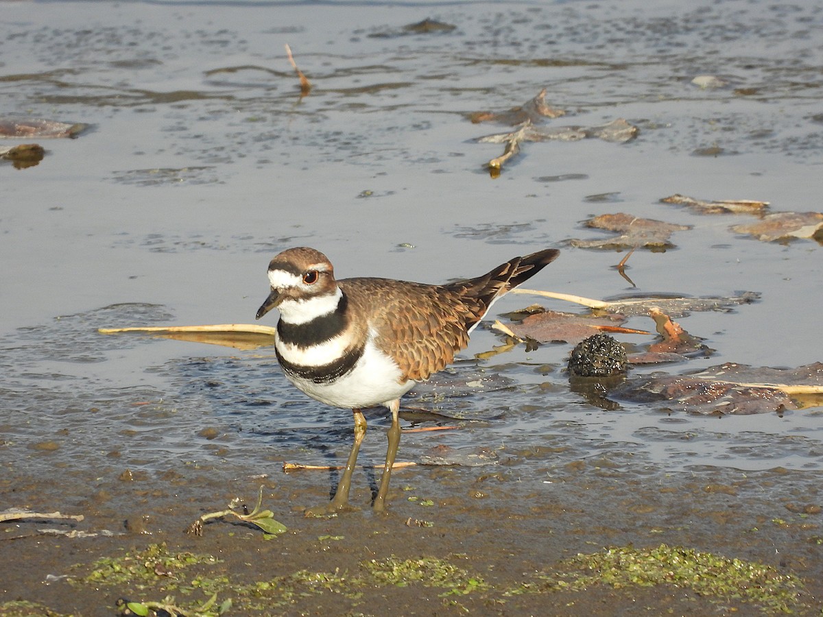 Killdeer - ML645077118