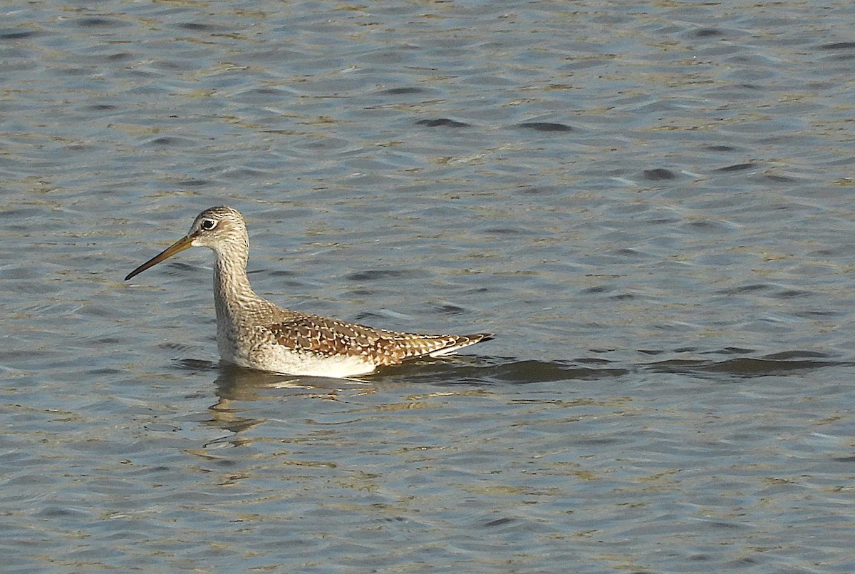 Greater Yellowlegs - ML645077130