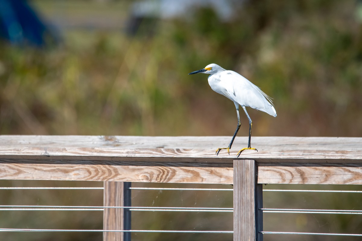 Чепура американська - ML645077135