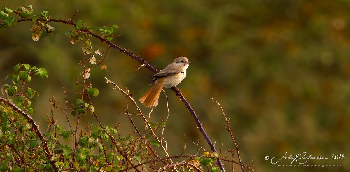 Isabellwürger - ML645077139