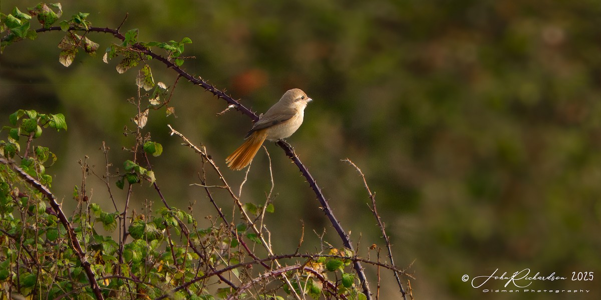 Isabellwürger - ML645077140