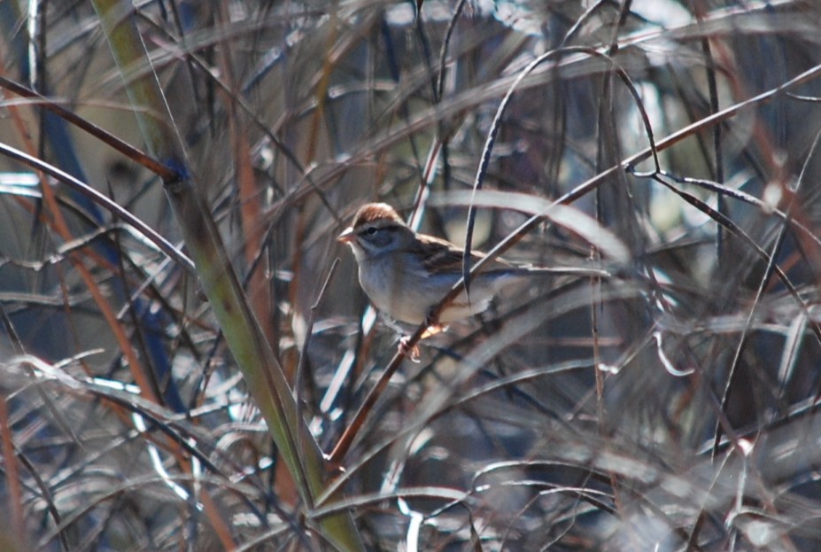 Chipping Sparrow - ML645077141