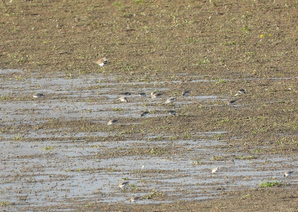 Least Sandpiper - ML645077148