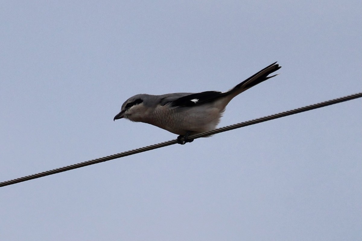 Alcaudón Boreal - ML645077149