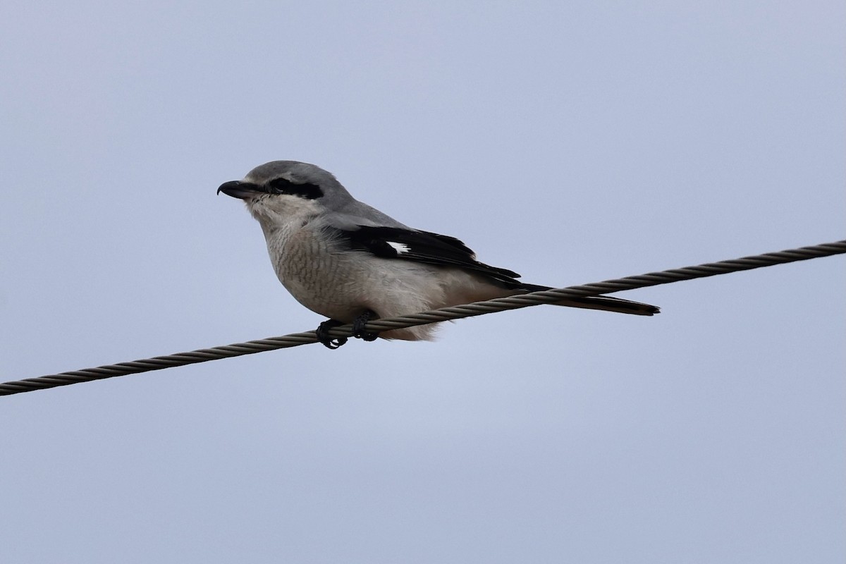 Alcaudón Boreal - ML645077150