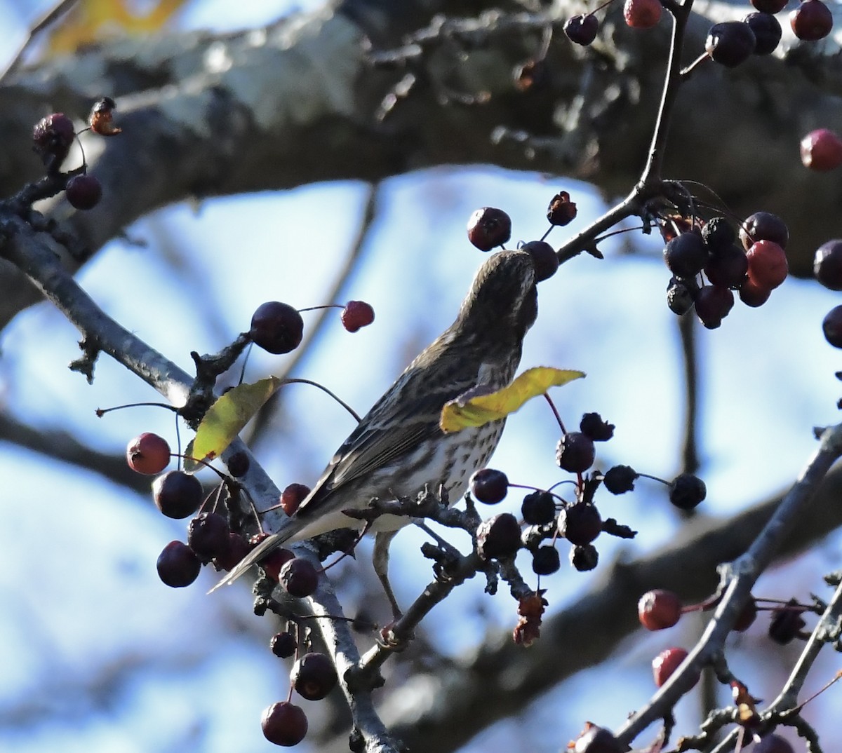Purple Finch - ML645077159
