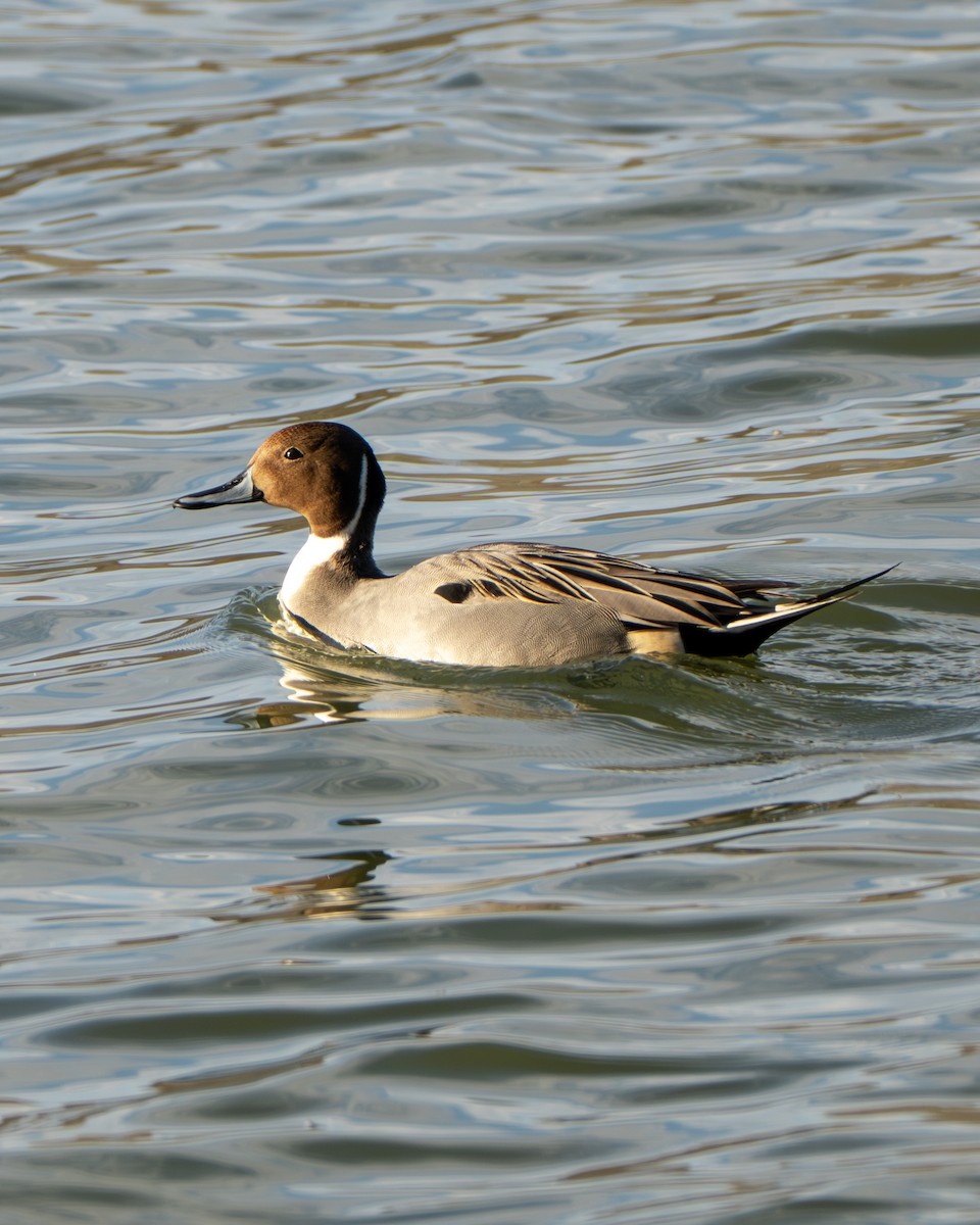 Northern Pintail - ML645077161