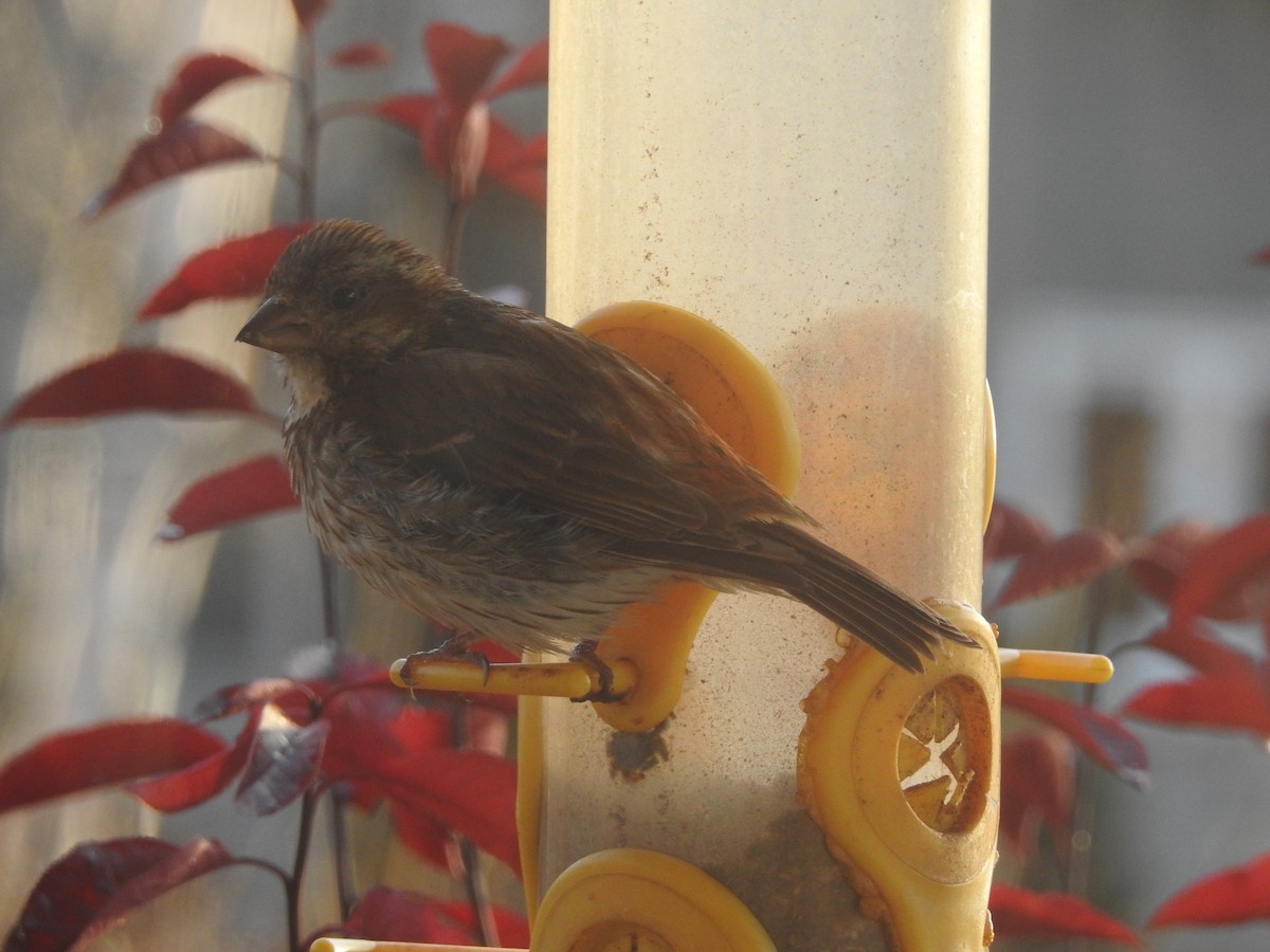 Purple Finch - ML645077165