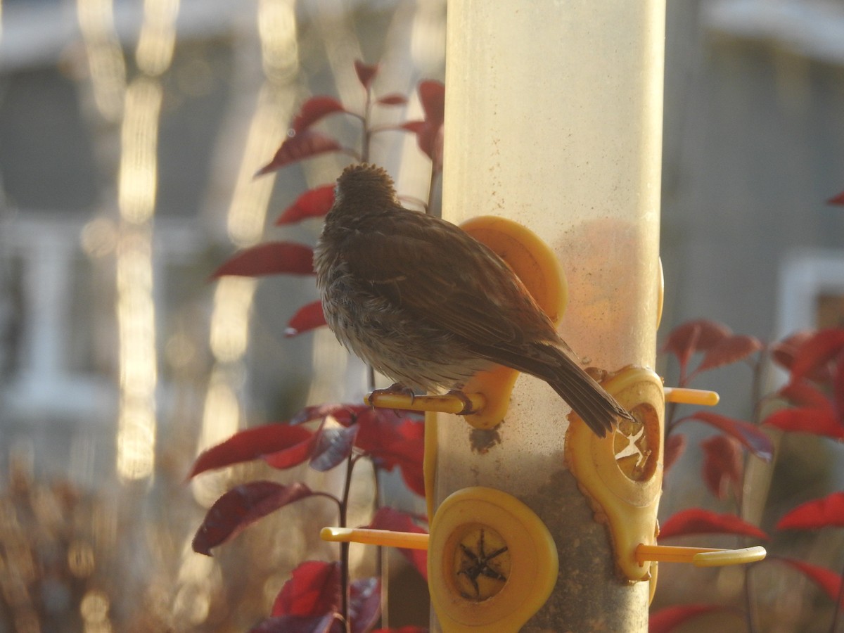 Purple Finch - ML645077177