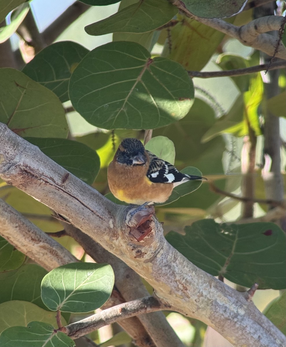 Black-headed Grosbeak - ML645077179