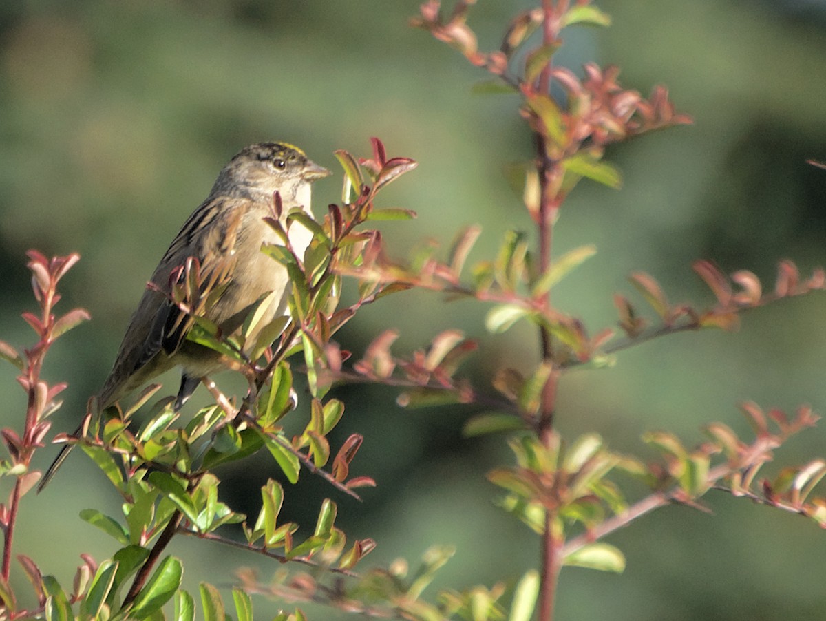 Golden-crowned Sparrow - ML645077201