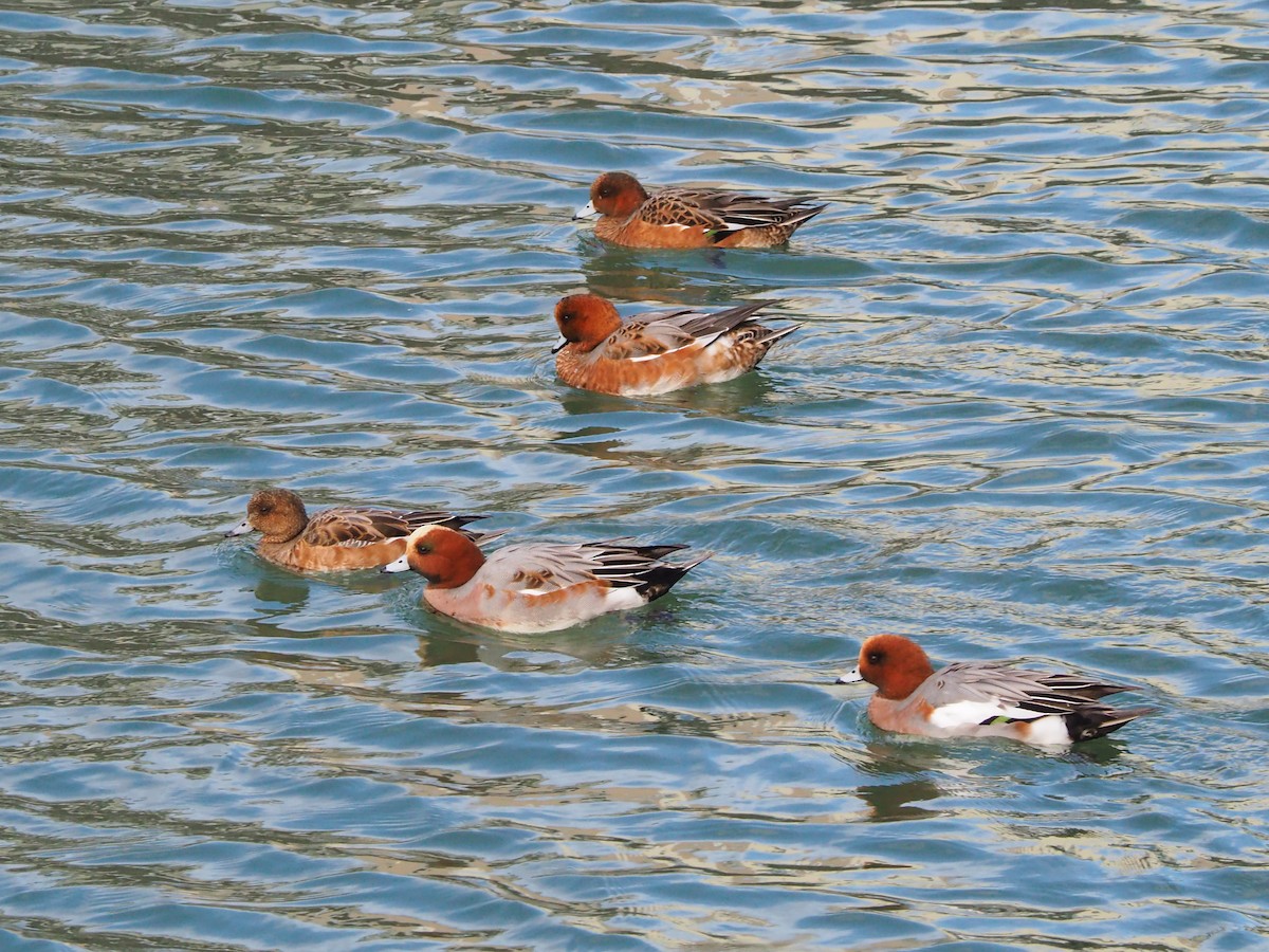 Eurasian Wigeon - ML645077221
