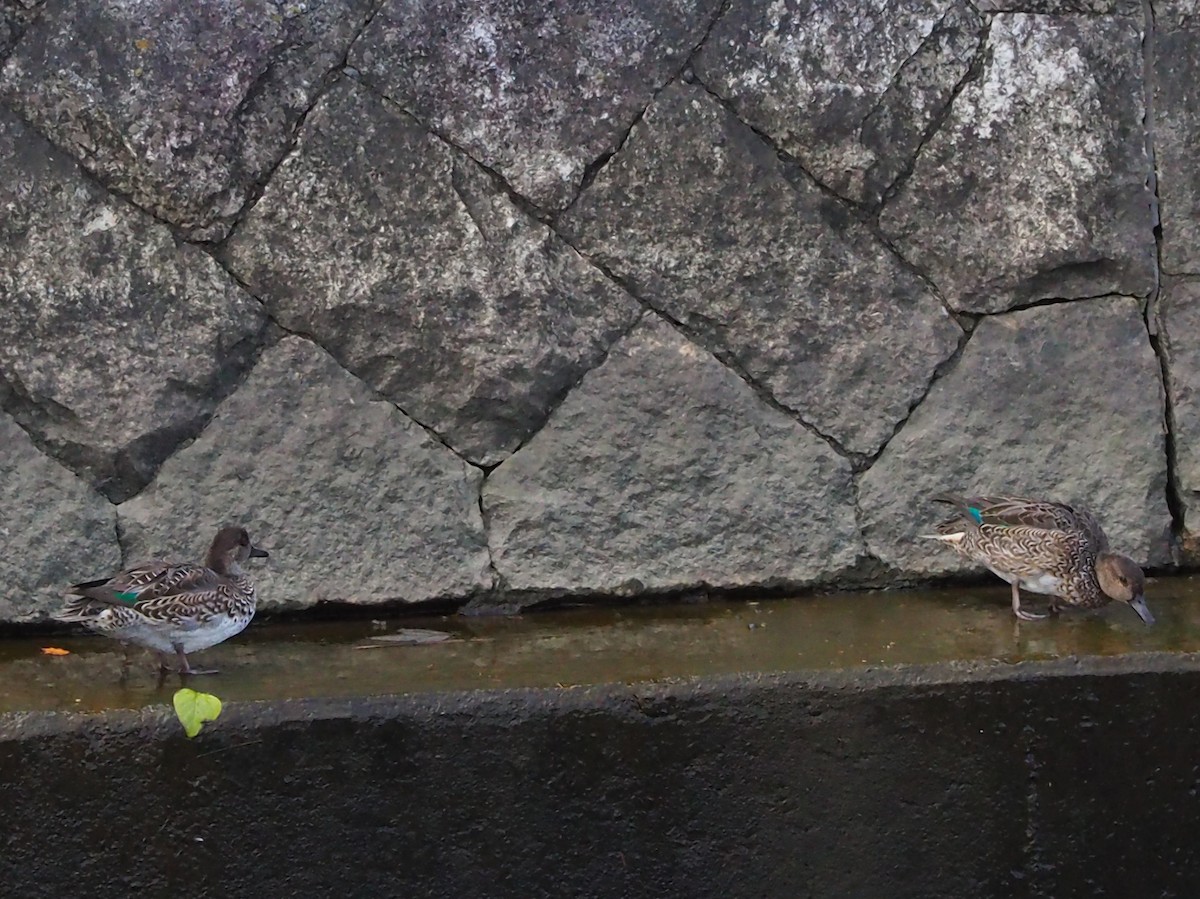 Green-winged Teal - ML645077224