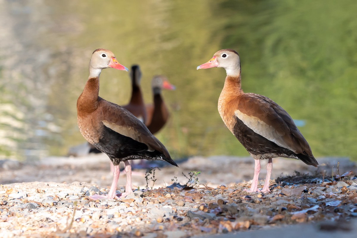 Black-bellied Whistling-Duck - ML645077225