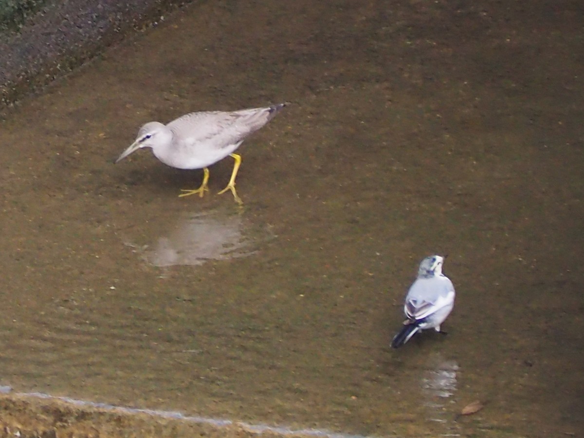 キアシシギ - ML645077230