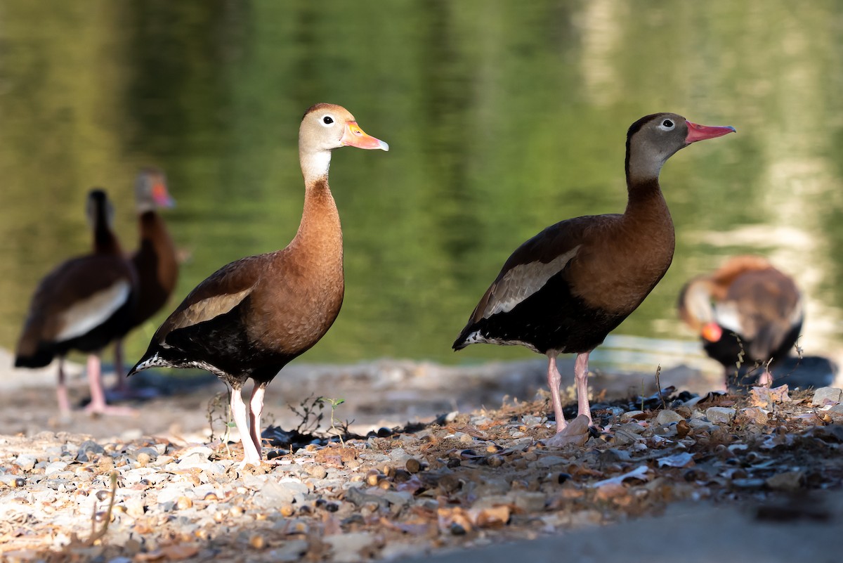 Black-bellied Whistling-Duck - ML645077232