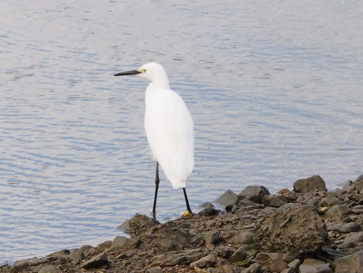 Little Egret - ML645077234
