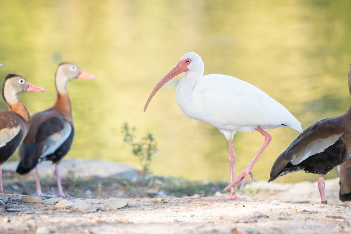 White Ibis - ML645077239