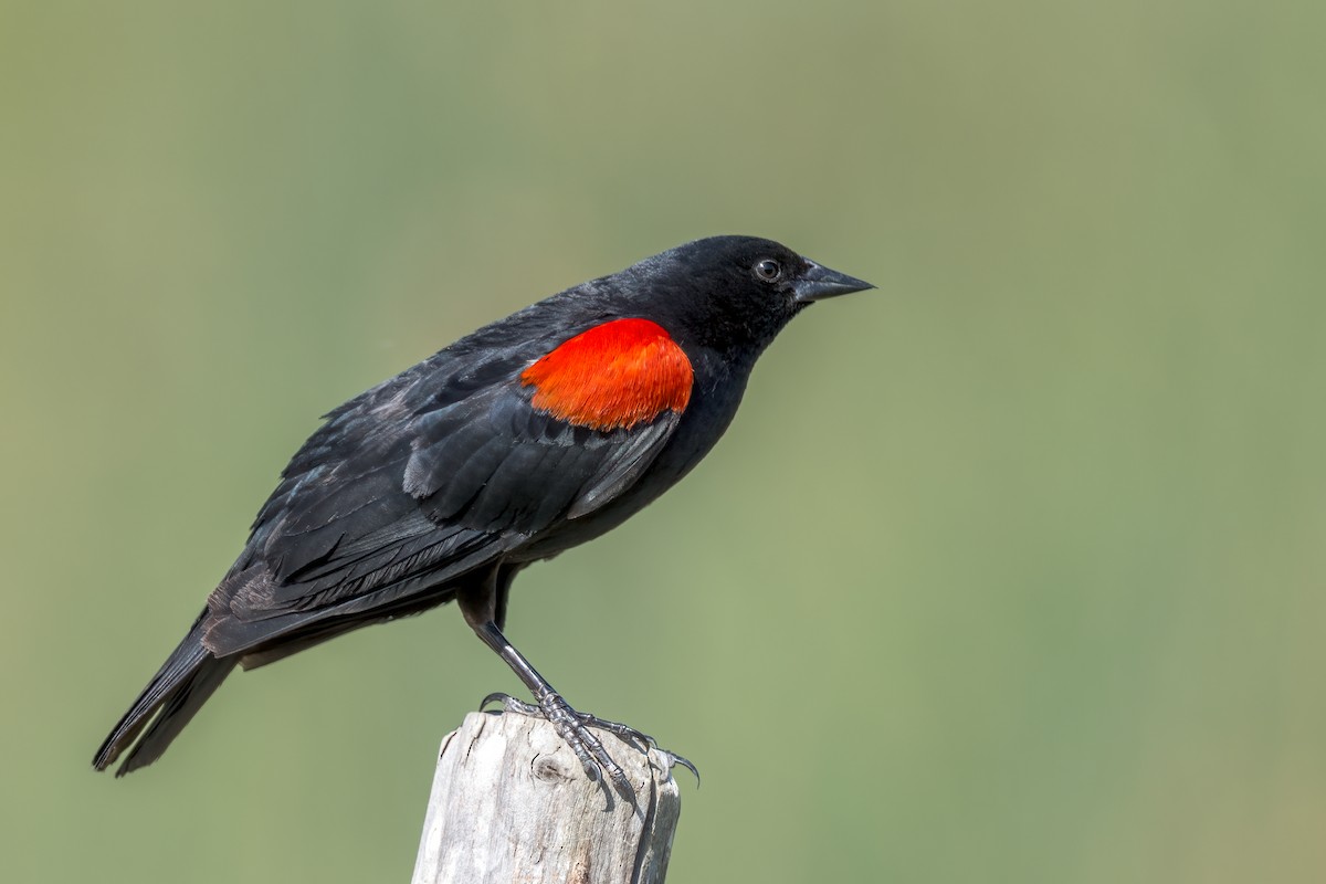 שחרורית אדומת-כנף - ML645077255
