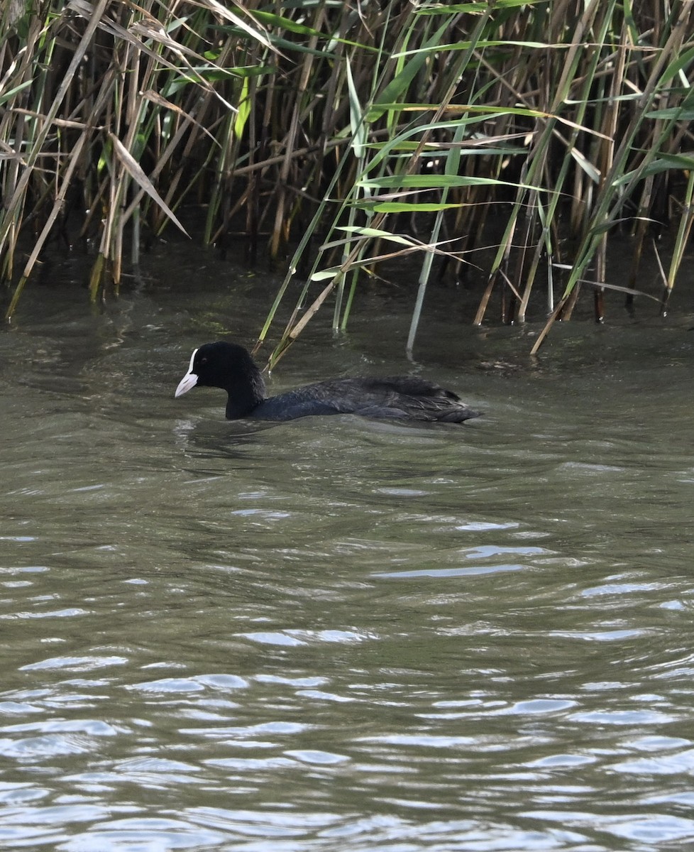 sothøne - ML645077257