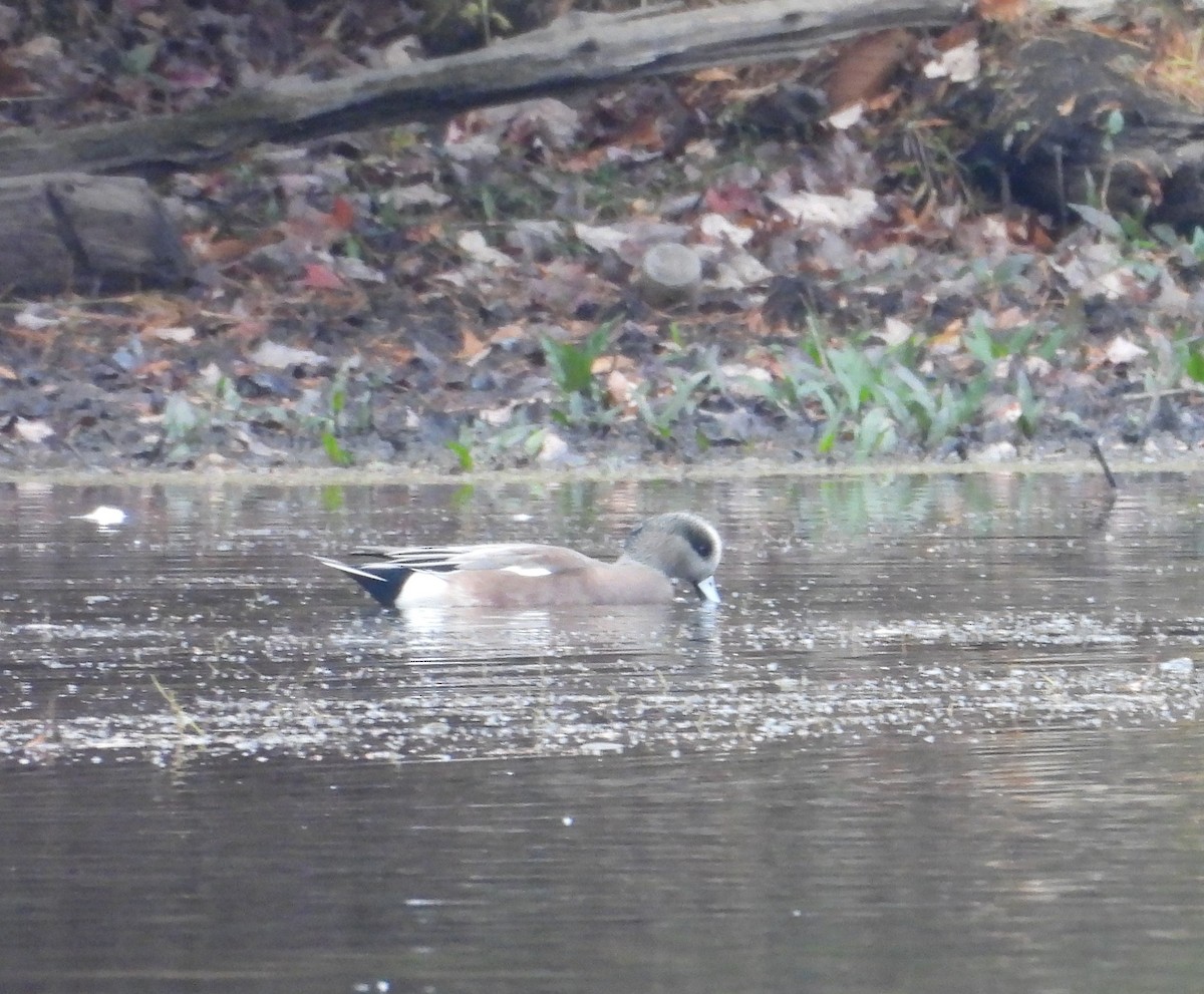 amerikablesand - ML645077259