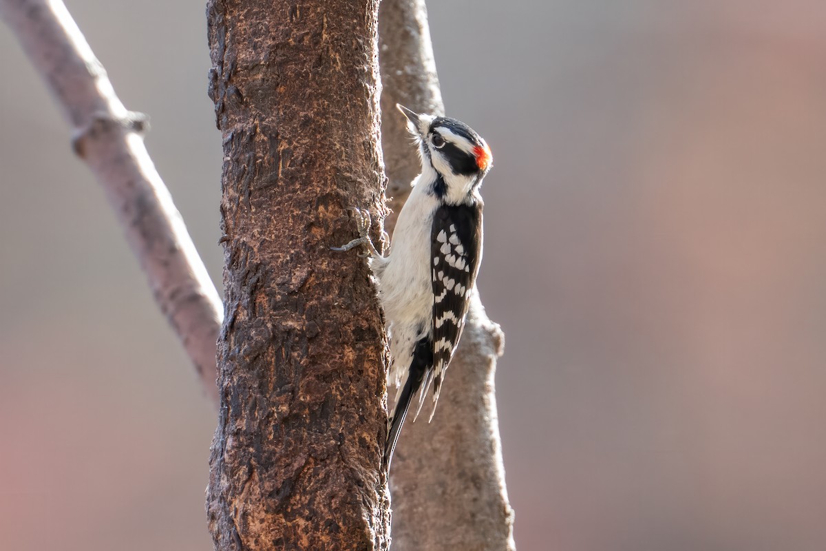 dunspett (pubescens/medianus) - ML645077260