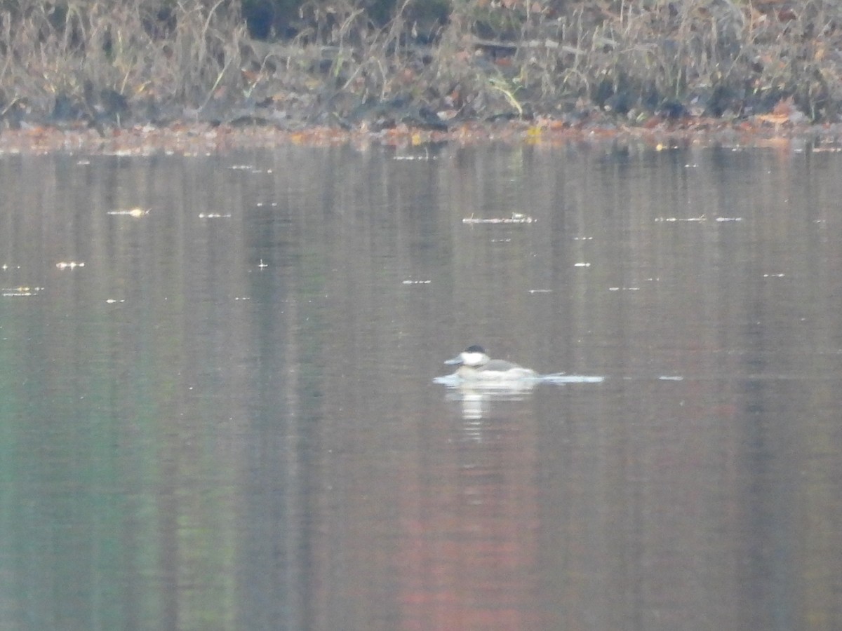 kobberand - ML645077261