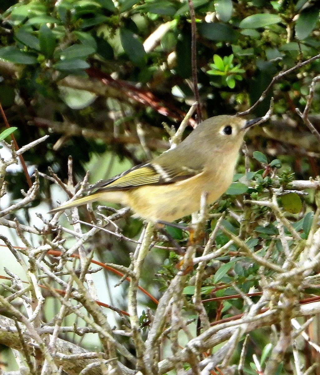 rubinfuglekonge - ML645077263