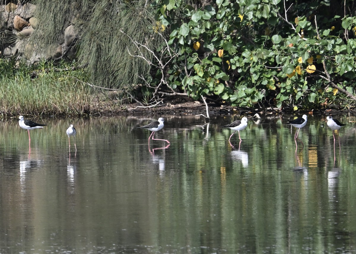 Zankaluze eurasiarra - ML645077264