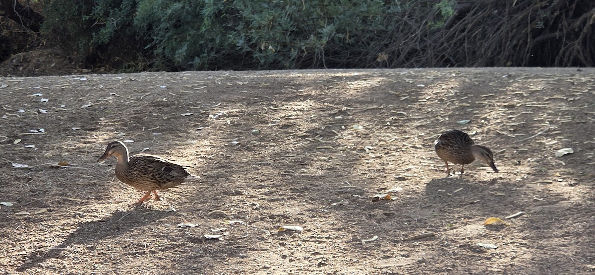 stokkand - ML645077265