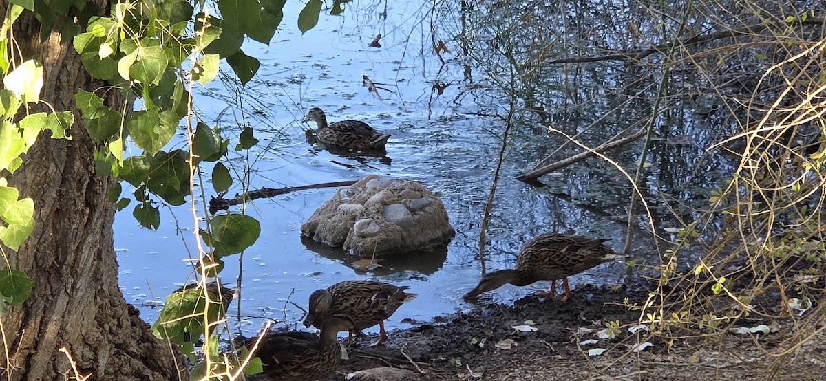 stokkand - ML645077266