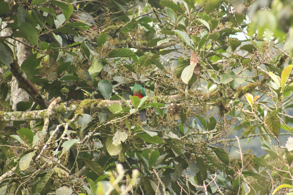 Goldkopftrogon - ML645077267