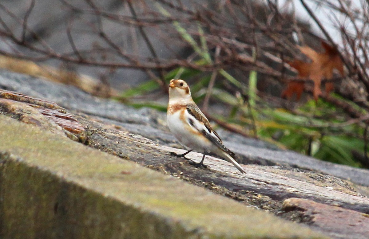 snøspurv - ML645077268