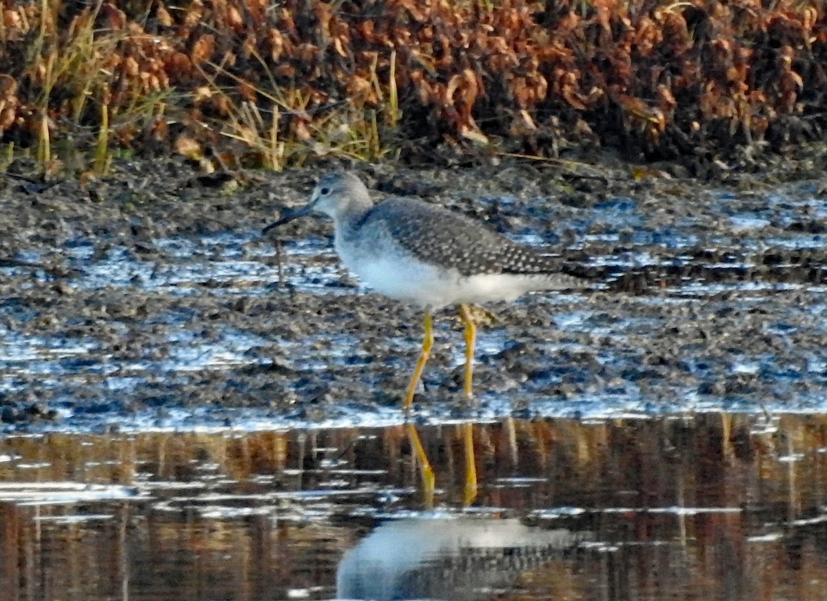 gulbeinsnipe - ML645077269